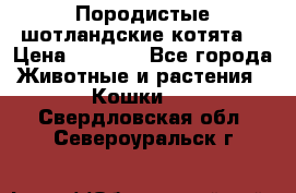 Породистые шотландские котята. › Цена ­ 5 000 - Все города Животные и растения » Кошки   . Свердловская обл.,Североуральск г.